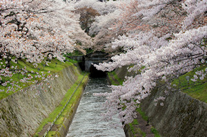 長柄神社の紅枝垂れ八重桜(全景)