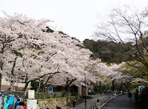 美しい八重の桜